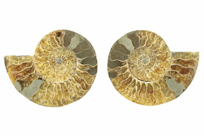 Cut & Polished, Agatized Ammonite Fossil - Madagascar #266737